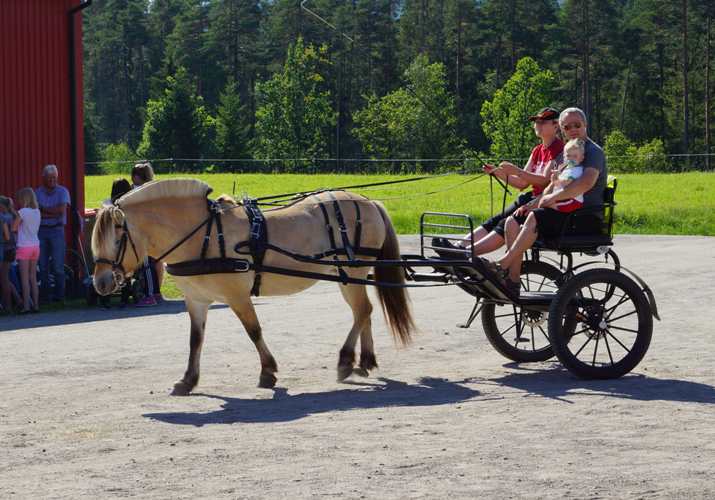 ÅG Lardal 2015 Hestekjøring