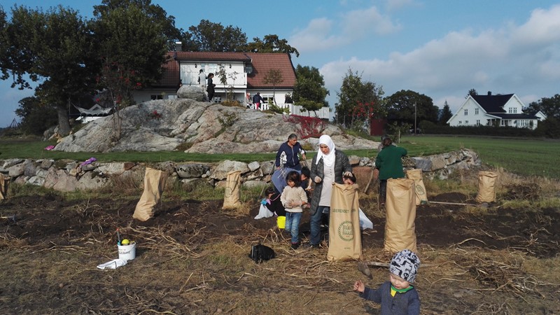 Potetplukking på Himberg. Foto: Raymond Himberg