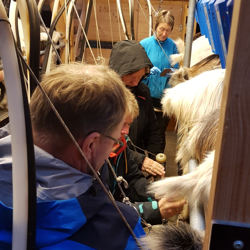 Styretur til Telemark 2018 Vestfoldingene fikk prøve seg på melking av geiter