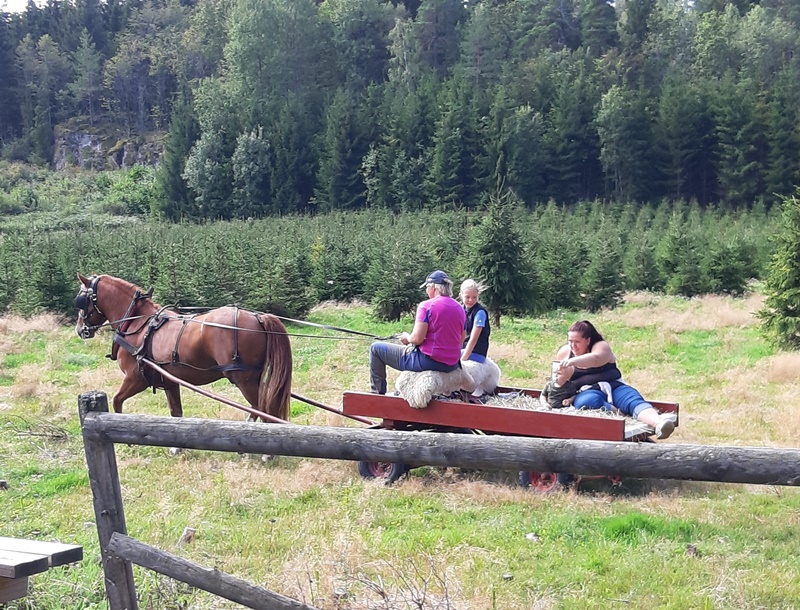 ÅG Borre 2019 Tur med hest og vogn i juletreskogen