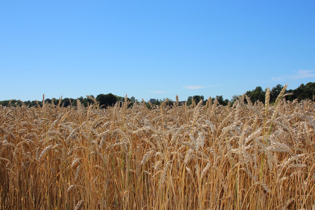 Enda litt tid til årets hvete er på dette stadiet, men hvete i likhet med protein og belgvekster er kulturer som er prioritert i årets jordbruksavtale.